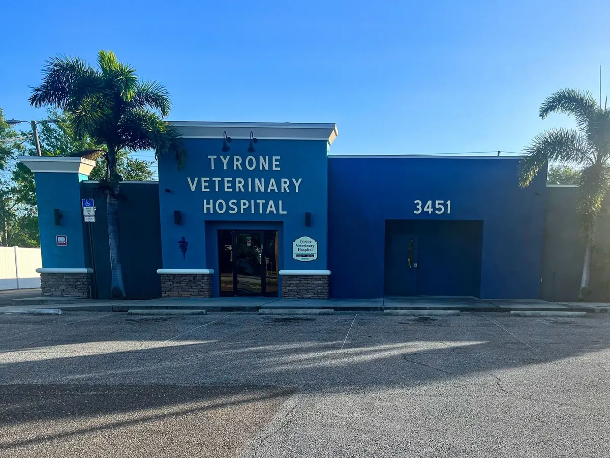 The blue building of Tyrone Veterinary Hospital at 3451 with palm trees, set against a clear blue sky.